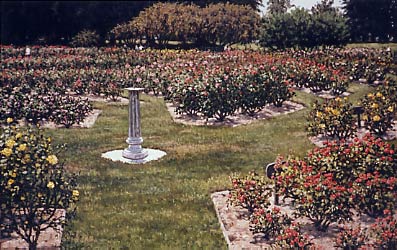 San Jose Municipal Rose Garden, a painting by Janet Kruskamp