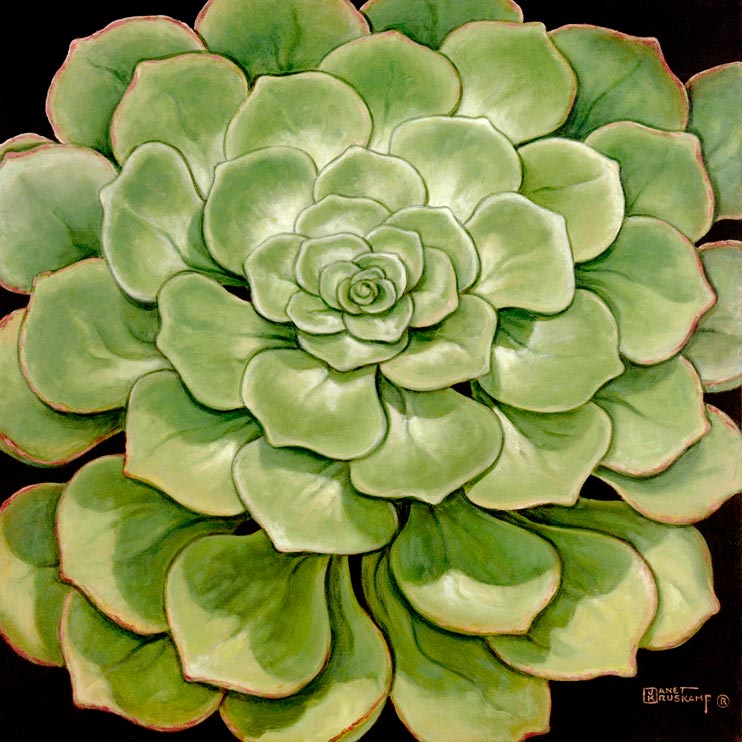 Janet Kruskamp's Paintings - Succulent I, a painting of a beautiful green succulent, shiny and plump. The broad green leaves radiate out in a layered pattern, larger leaves ringing the outside of the plant. One of the Still Life Gallery of original oil paintings or  original paintings by the artist, Janet Kruskamp